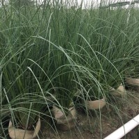 蒲苇小苗 湿地绿化用 矮蒲苇 公园美化工程苗园林绿化 艳梅花卉