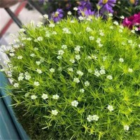 爱尔兰珍珠草 蔓延速度快 可修剪成成草坪 花坛造景阳台庭院绿化观赏 艳梅花卉