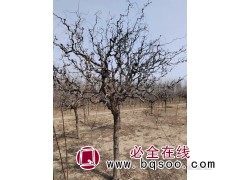 专供龙枣树-沾化龙枣树基地-果翠冬枣专业合作社图1