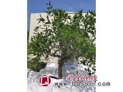 沾化龙枣树大树价格-蟠枣树苗-冬枣树苗-果翠冬枣合作社图1