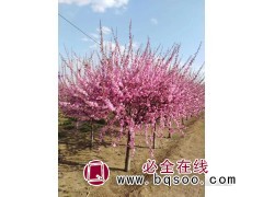 大量出售榆叶梅直销_榆叶梅存活率高 东北榆叶梅基地 成鑫苗圃图3