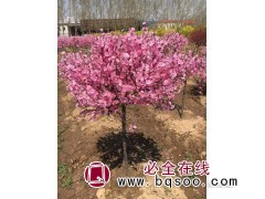 大量出售榆叶梅直销_榆叶梅存活率高 东北榆叶梅基地 成鑫苗圃图2