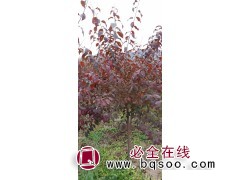 大量出售榆叶梅直销_榆叶梅存活率高 东北榆叶梅基地 成鑫苗圃图4