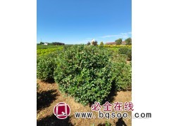 水腊球，金叶水腊球图2