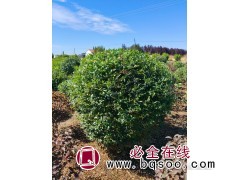 水腊球，金叶水腊球图4