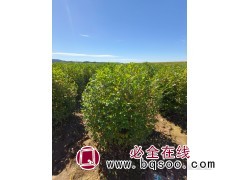 水腊球，金叶水腊球图5