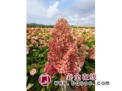 圆锥木绣球图2