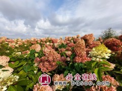 圆锥木绣球图3