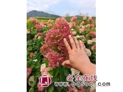 圆锥木绣球图1