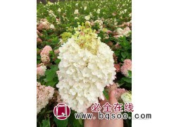 圆锥木绣球图5