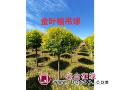 金叶榆球图2