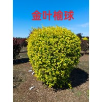 金叶榆球