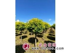 金叶榆球图4