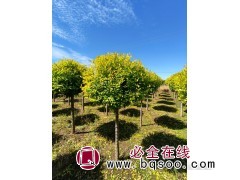 金叶榆球图5