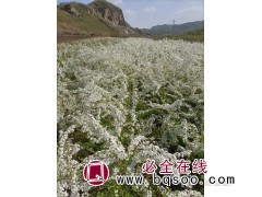 雪柳，喷雪花，珍珠绣线菊图3