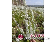 雪柳，喷雪花，珍珠绣线菊图2