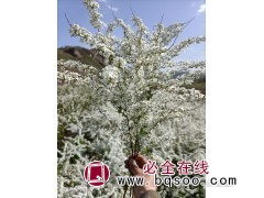 雪柳，喷雪花，珍珠绣线菊图4