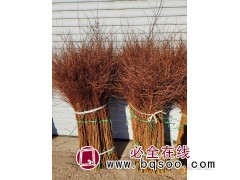 雪柳，喷雪花，珍珠绣线菊图5