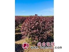 红叶榆叶梅球，红叶榆叶梅吊球图2