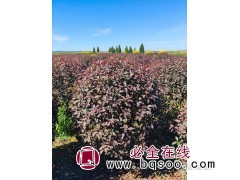 红叶榆叶梅球，红叶榆叶梅吊球图4