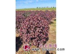 红叶榆叶梅球，红叶榆叶梅吊球图3