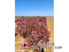 红叶榆叶梅球，红叶榆叶梅吊球图5