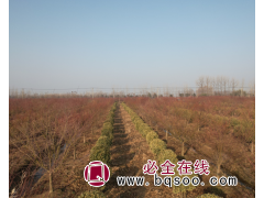 碧桃树-龙柱碧桃-园林绿化工程苗-绿化工程-张铺苗圃场图1