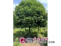 桂花行道树-精品桂花树-园林工程-乡村绿化-婺源和泰农林图1