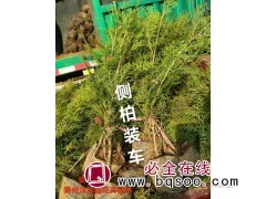 侧柏苗 植株健壮 根系发达 易载易活 青州沐泽花卉苗木基地图1