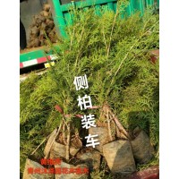 侧柏苗 植株健壮 根系发达 易载易活 青州沐泽花卉苗木基地