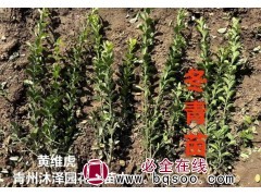 冬青苗 冠幅约10公分苗圃现挖带土发货根系完整易成活 沐泽花卉苗木图1