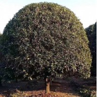 金桂-桂花行道树-高杆桂花树基地优质供应 9公分桂花 湖州梓轩艺场