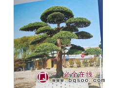 罗汉松-黑松-黑松造型销售-杭州黑松基地-萧山天越庭院植物图1