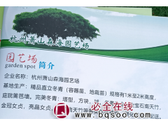 精品直立冬青-冬青容器苗-冬青地栽苗-萧山森海园艺场-冬青图1