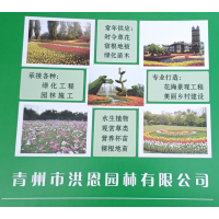 双色盆雏菊种植基地  耐移栽 观赏价值高 青州草花 洪恩园林