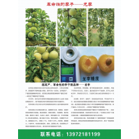龙李苗-革命性的李子苗-天门市特色农业-湖北果树苗销售