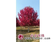 高杆绚丽海棠10公分价格低 带土发货 保成活率 信合苗圃场图1