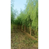 垂柳 基地大量供应 柳树行道树工程树 河道绿化 信合苗圃场