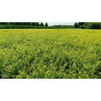 地栽苗 水腊工程苗 株高50-70公分1-4分枝  现挖带土发货 信合苗圃场