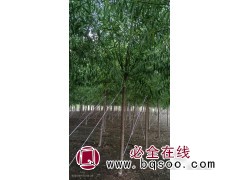旱柳 株高2-6米高行道树 园林绿化 河北柳树 信合苗圃图1