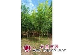 出售金叶榆 庭院行道树 园林绿化 河北金叶榆 信合苗圃图1