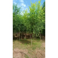 出售金叶榆 庭院行道树 园林绿化 河北金叶榆 信合苗圃