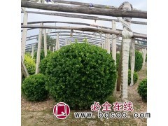 大叶黄杨球 大叶冬青球 基地现挖 黄杨球 绿化苗木 瑞达苗圃图1