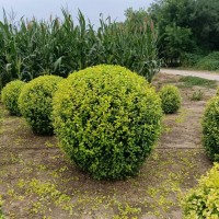 供应金叶女贞球 规格齐全土球冠幅好 街道工程 盆栽地栽苗 瑞达苗圃场
