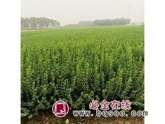 河北卫矛-卫矛苗 苗圃现挖出售营养钵卫矛工程苗 根系发达 生长旺盛 瑞达苗圃图1