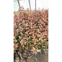 红叶李杯苗 40-60公分绿化苗 园区别墅观赏树 富林苗木