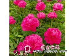 芍药小苗批发 花大艳丽 花坛花镜花海观赏性种植苗木 大王园艺图1