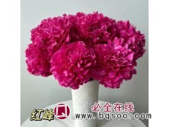 红峰芍药苗 庭院绿化造景工程配植 阳台盆景盆栽 大王园艺图1