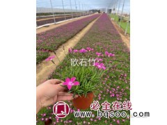 欧石竹 草花基地绿化园林 草坪花地被庭院四季开花 春蕾花卉图1