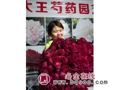 粉色观赏别墅花园盆栽芍药 色泽艳丽 易成活 芍药 大王芍药图1